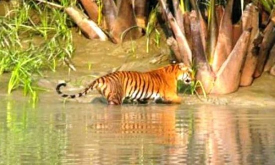 বাঘ আছে মাত্র ১০৬টি