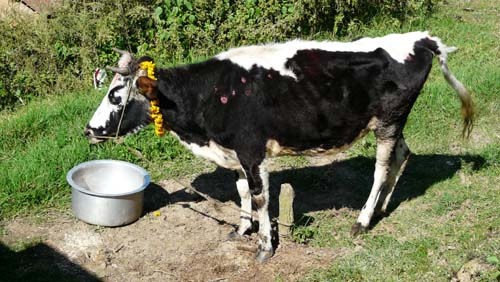 মুন্সীগঞ্জে পালিত এক গরুর দাম ৪ লাখ টাকা!