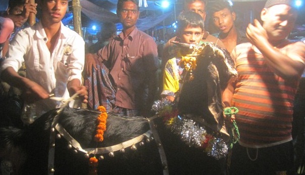 মুন্সীগঞ্জের হাটে এক খাসির দাম দেড় লাখ টাকা