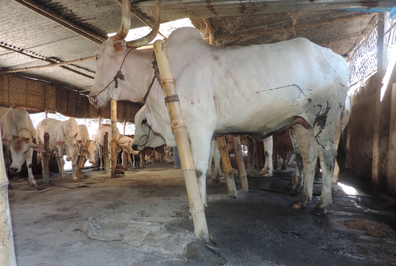 সঙ্কটে ঢাকাবাসীর প্রিয় মীরকাদিমের ধবল গরু