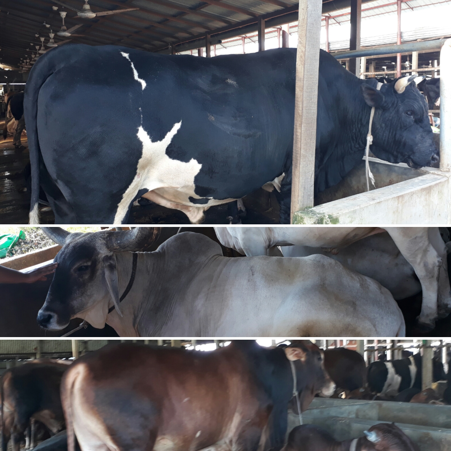 প্রাকৃতিক উপায়ে গরু অাবাদে দৃষ্টান্ত রশিদ শিকদার