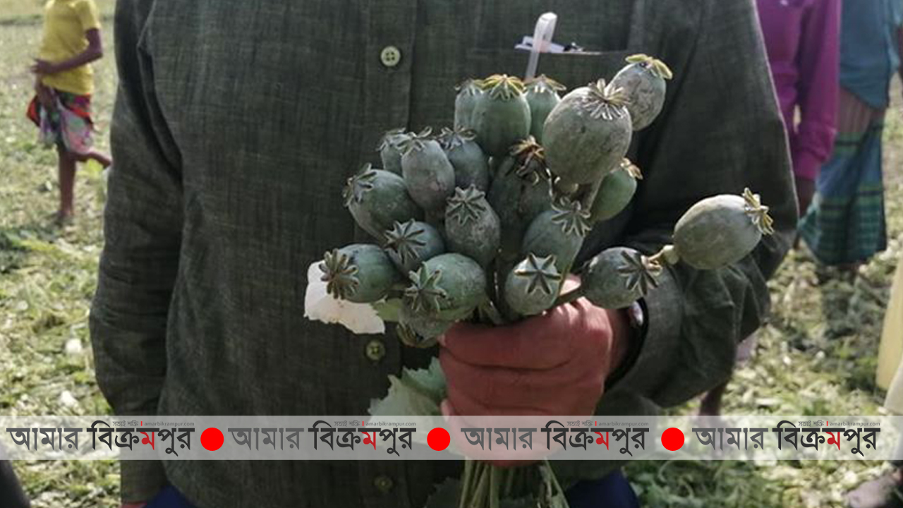 মুন্সিগঞ্জে কোটি টাকার নিষিদ্ধ আফিম চাষের সন্ধান