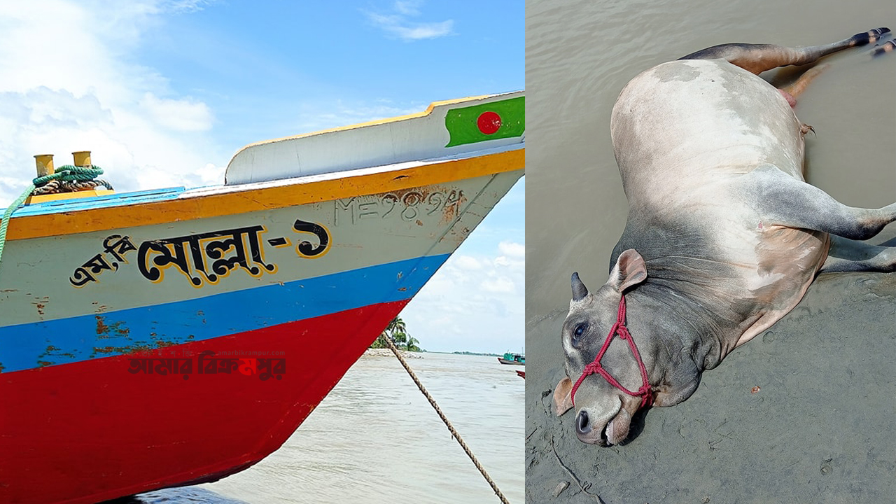 পদ্মায় বাল্কহেডের ধাক্কায় গরুবোঝাই ট্রলার ডুবি