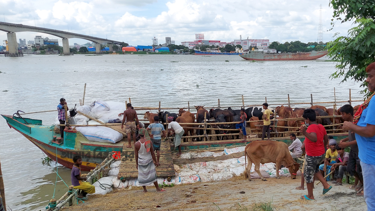 মুন্সিগঞ্জে কোরবানির হাটে আসছে পশু, বিক্রি হবে অনলাইনেও