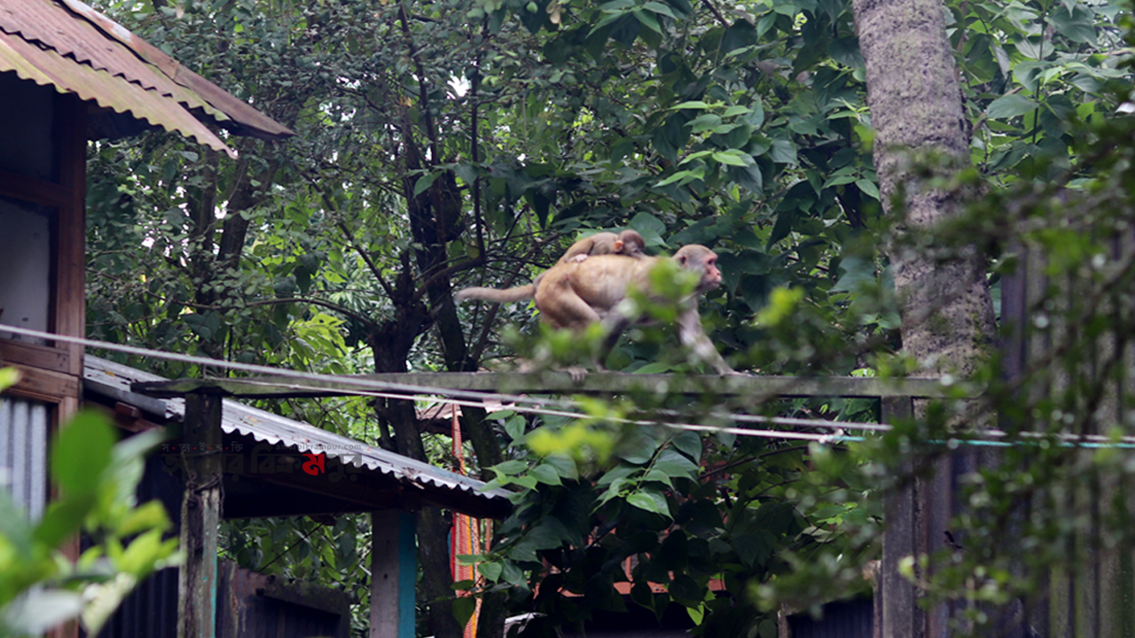 বিক্রমপুরের বানর গ্রাম! (ভিডিওসহ)
