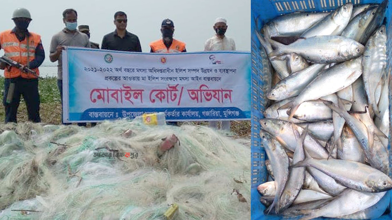 মুন্সিগঞ্জে মা ইলিশ ধরায় ৩ জেলের জেল, কারেন্ট জাল ও ইলিশ জব্দ