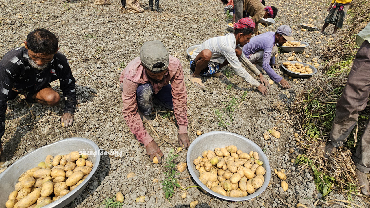 আজ দ্বিতীয় বিশ্ব আলু দিবস