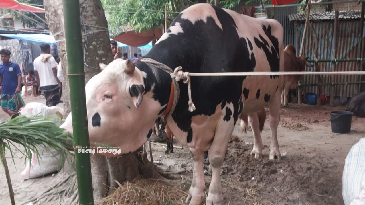 বিক্রমপুরের ‘রাজাবাহাদুর’ এখন হাটে, দাম চাইছেন ৭ লাখ