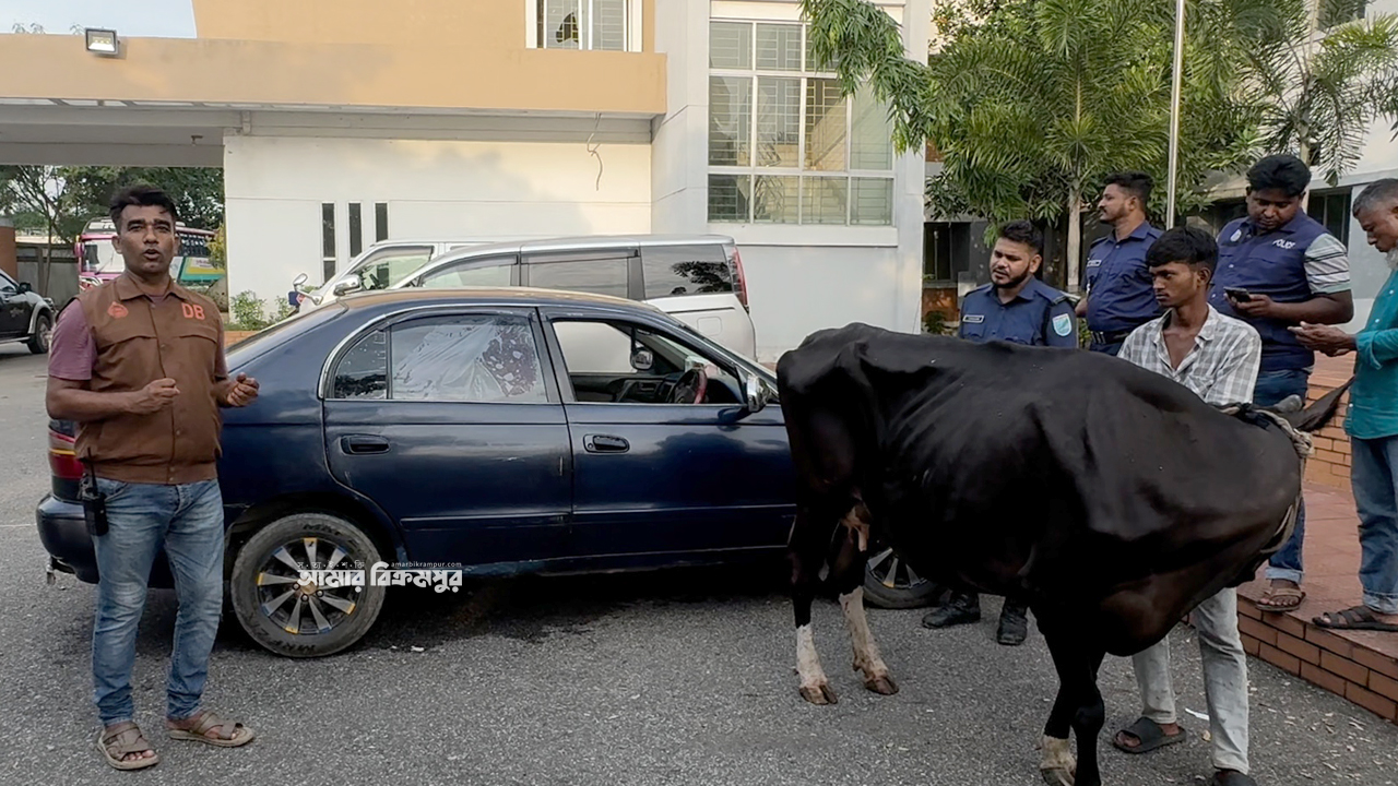 মুন্সিগঞ্জে প্রাইভেট কারে গরু চুরির সময় গাড়ি রেখেই পালালো চোর