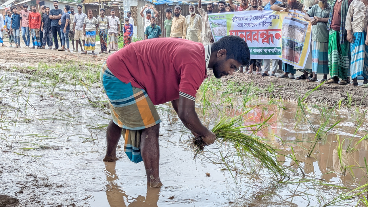 সড়ক যেন চাষের জমি, লাগানো হলো ধানের চারা
