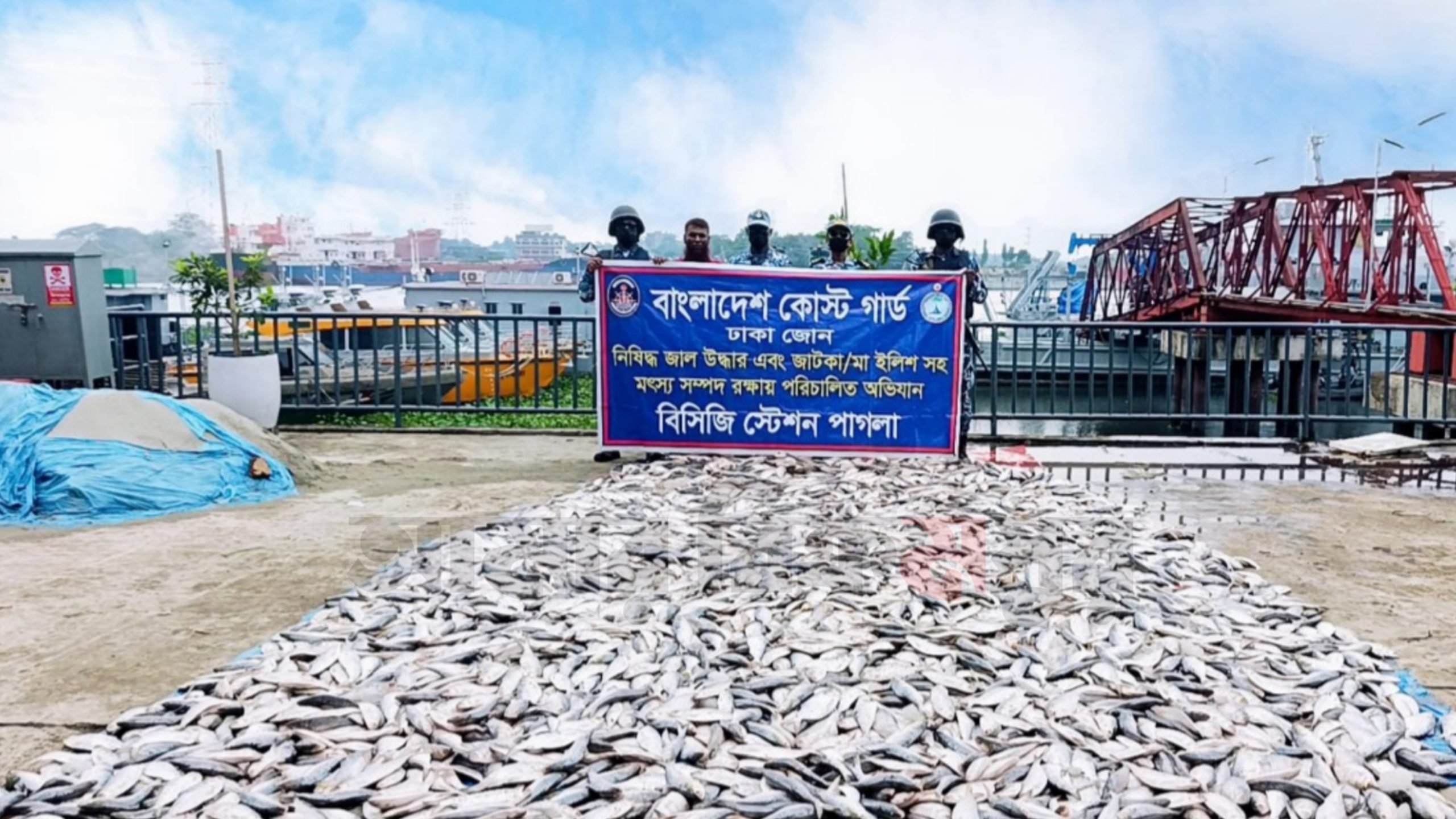 নারায়ণগঞ্জ ও মুন্সিগঞ্জে সাড়ে ৫ হাজার কেজি জাটকা ইলিশ জব্দ