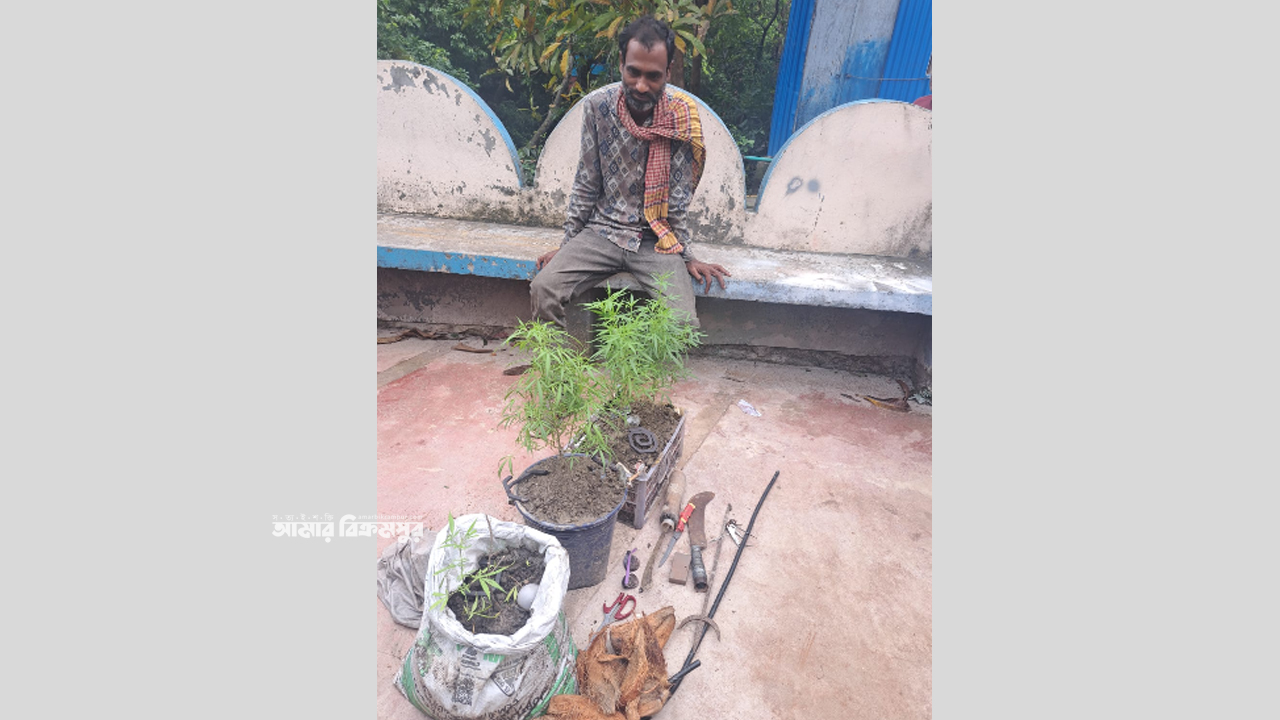 মুন্সিগঞ্জে গাঁজার গাছ লাগিয়েছিলেন মাদক ব্যবসায়ী, ৪টি গাছসহ ধরা পড়লেন পুলিশের হাতে