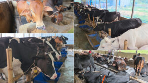 মুন্সিগঞ্জে কোরবানির জন্য চাহিদার তুলনায় প্রায় ৭ হাজার বেশি পশু, গরুর দাম বেশি হতে পারে এবার