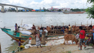 মুন্সিগঞ্জের সবচেয়ে বড় কুরবানির হাট ইজারা ৩৭ লাখ টাকায়, হাতিমারা-চিতলিয়া-বাংলাবাজার কত?