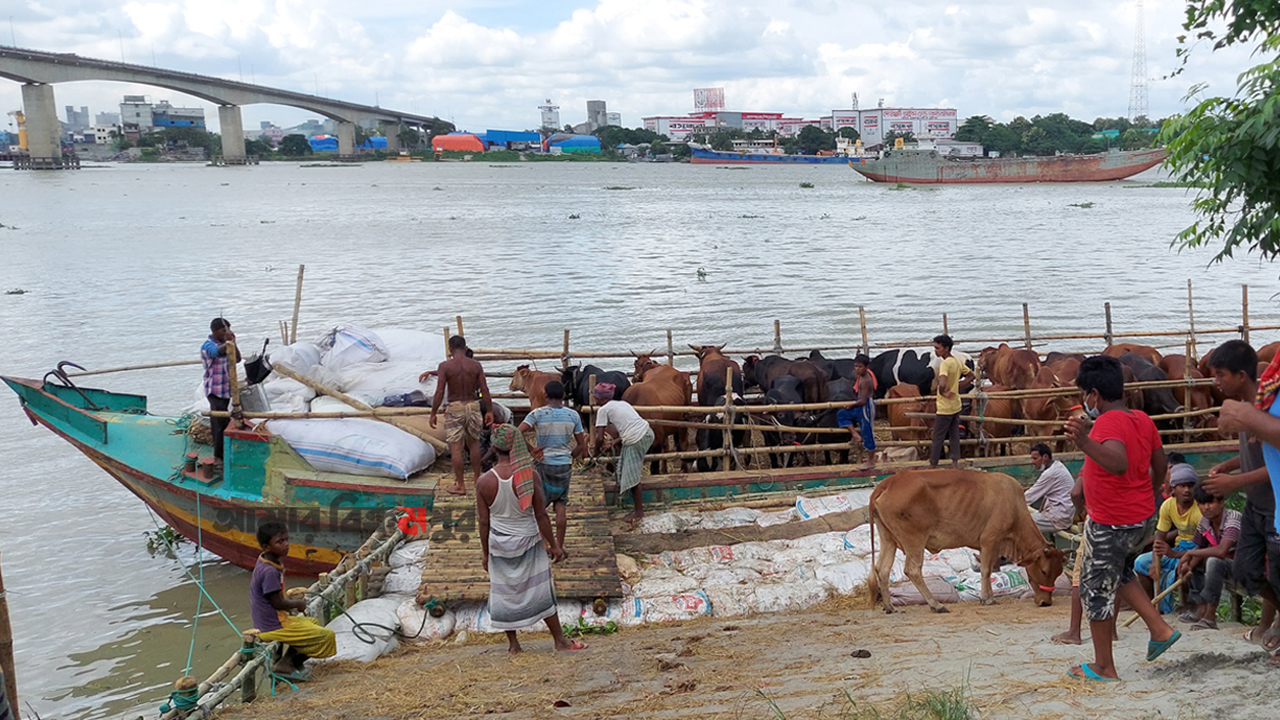 মুন্সিগঞ্জের সবচেয়ে বড় কুরবানির হাট ইজারা ৩৭ লাখ টাকায়, হাতিমারা-চিতলিয়া-বাংলাবাজার কত?