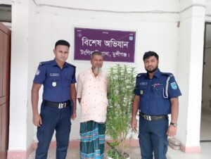 মুন্সিগঞ্জে মার্কেটের ছাদে গাঁজা চাষ করতেন বৃদ্ধ, পালানোর সময় ধরলো পুলিশ