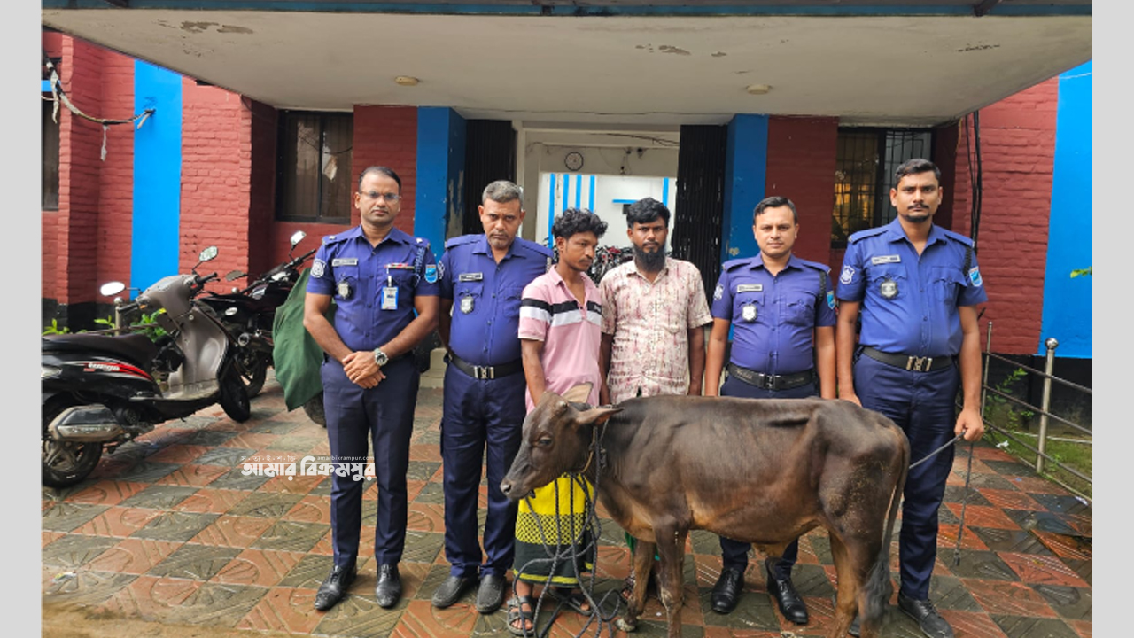 মুন্সিগঞ্জে গোয়ালঘরে ঢুকে গরু চুরি, চোরাই গরুসহ অভিযুক্ত দুই ব্যক্তি গ্রেপ্তার